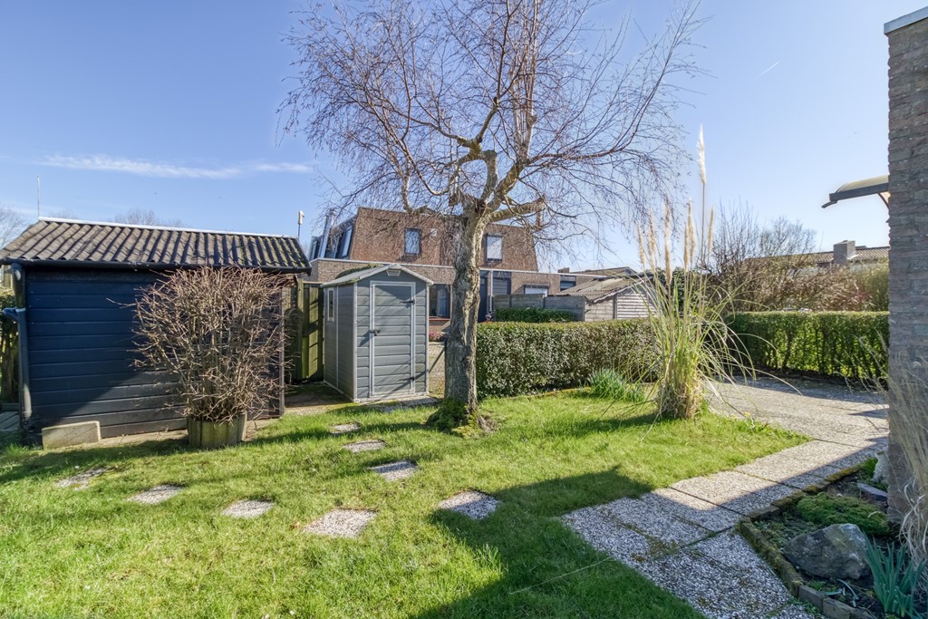 Lamsoor 3b Nieuwvliet-4.jpg